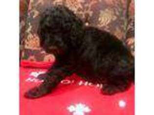 Goldendoodle Puppy for sale in Spring, TX, USA