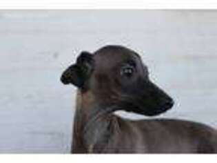 Italian Greyhound Puppy for sale in Salem, VA, USA