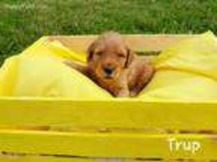 Goldendoodle Puppy for sale in Grayson, KY, USA