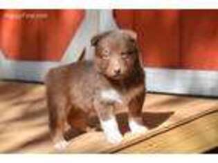 Anatolian Shepherd Puppy for sale in Clarksville, TN, USA