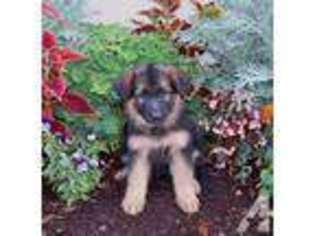 German Shepherd Dog Puppy for sale in TACOMA, WA, USA