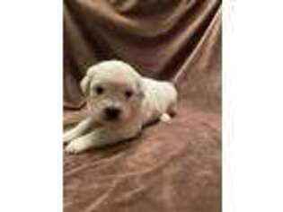 Golden Retriever Puppy for sale in Eldorado, OH, USA