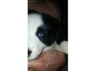 Border Collie Puppy for sale in Scotts Hill, TN, USA