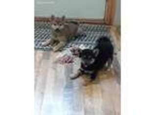 Shiba Inu Puppy for sale in Jasonville, IN, USA