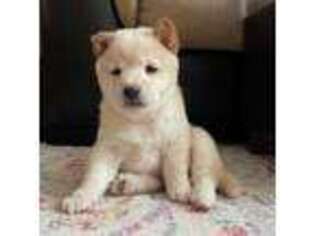 Shiba Inu Puppy for sale in Chittenango, NY, USA