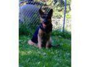 German Shepherd Dog Puppy for sale in Sterling, CT, USA