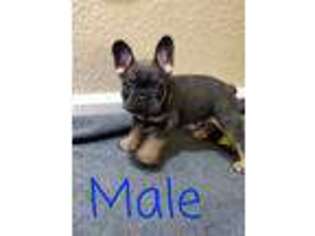 French Bulldog Puppy for sale in Riverbank, CA, USA
