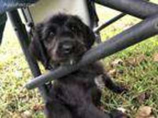 Labradoodle Puppy for sale in Fort Scott, KS, USA