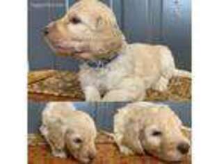 Goldendoodle Puppy for sale in Hampton, KY, USA