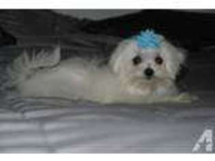 Maltese Puppy for sale in SNOHOMISH, WA, USA
