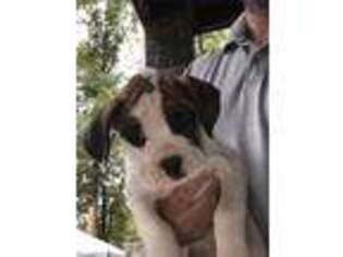 Boxer Puppy for sale in Chatsworth, GA, USA