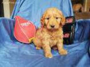 Goldendoodle Puppy for sale in Rolla, MO, USA