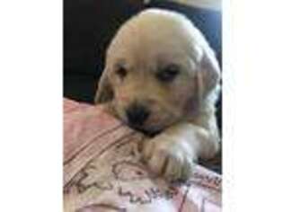 Golden Retriever Puppy for sale in Homer, NY, USA