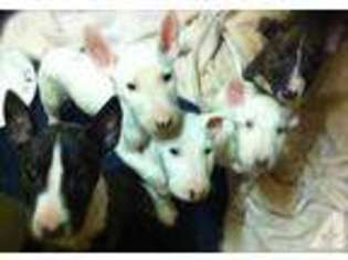 Bull Terrier Puppy for sale in WILKES BARRE, PA, USA