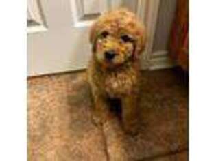 Goldendoodle Puppy for sale in Howe, TX, USA
