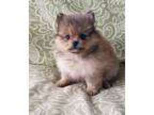 Pomeranian Puppy for sale in Whitesboro, TX, USA