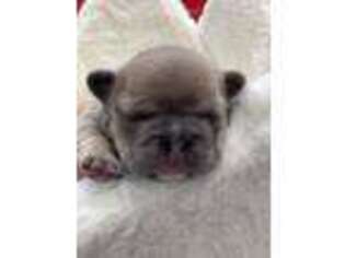 French Bulldog Puppy for sale in Greenville, TX, USA