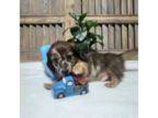 Dachshund Puppy for sale in Rainbow City, AL, USA