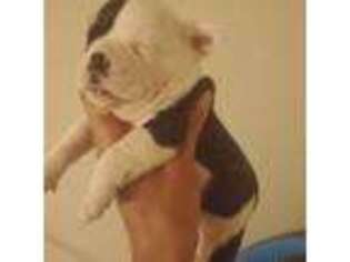 French Bulldog Puppy for sale in Vero Beach, FL, USA