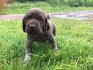 German Shorthaired Pointer Puppy for sale in Equinunk, PA, USA