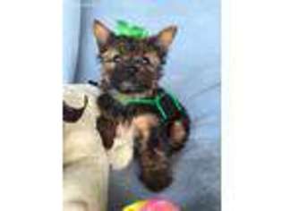 Yorkshire Terrier Puppy for sale in Carrolltown, PA, USA
