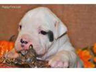 Olde English Bulldogge Puppy for sale in Exeter, MO, USA