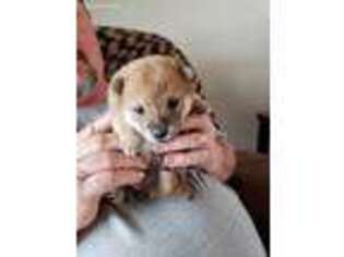 Shiba Inu Puppy for sale in Tipton, MO, USA