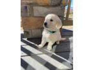 Golden Retriever Puppy for sale in Parker, CO, USA
