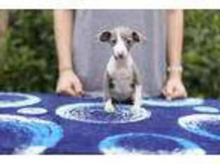 Italian Greyhound Puppy for sale in Marietta, GA, USA
