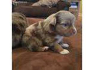 Miniature Australian Shepherd Puppy for sale in Montgomery, AL, USA