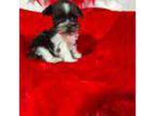 Mutt Puppy for sale in Canton, GA, USA