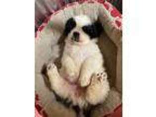 Saint Bernard Puppy for sale in Marengo, WI, USA