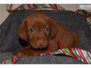 Labrador Retriever Puppy for sale in Syracuse, NY, USA