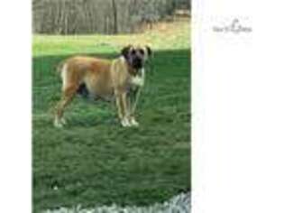 Boerboel Puppy for sale in Athens, OH, USA