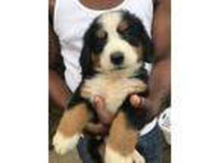Bernese Mountain Dog Puppy for sale in Bloomfield, NJ, USA