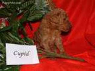 Labradoodle Puppy for sale in Doylestown, OH, USA