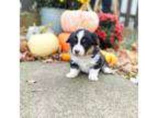 Pembroke Welsh Corgi Puppy for sale in Benton, KY, USA