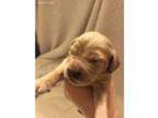 Goldendoodle Puppy for sale in La Grange, MO, USA