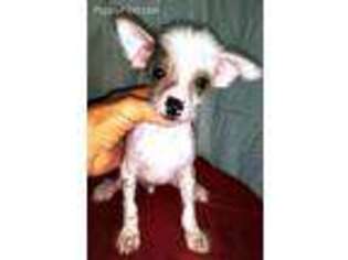 Chinese Crested Puppy for sale in Ash Flat, AR, USA