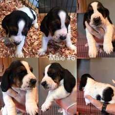 Basset Hound Puppy for sale in Richmond, VA, USA