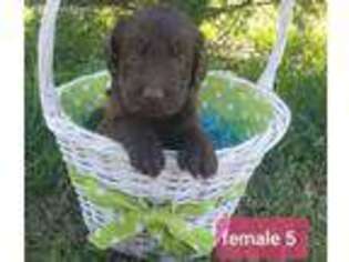 Labradoodle Puppy for sale in Macon, GA, USA