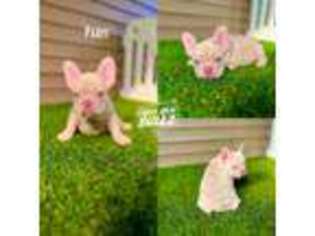 French Bulldog Puppy for sale in Elmhurst, IL, USA