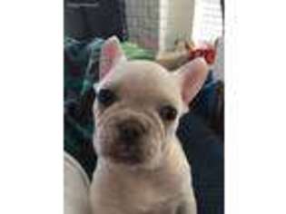 French Bulldog Puppy for sale in Campbell, CA, USA