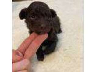 Mutt Puppy for sale in Salisbury, NC, USA