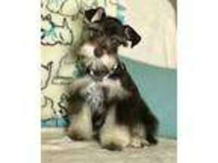 Mutt Puppy for sale in Pine Knot, KY, USA