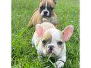 French Bulldog Puppy for sale in Sharptown, MD, USA