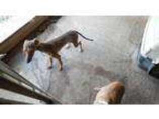 Italian Greyhound Puppy for sale in Lockesburg, AR, USA