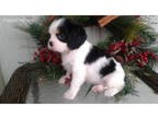 Cavalier King Charles Spaniel Puppy for sale in Kemp, TX, USA