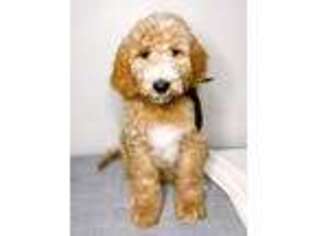 Goldendoodle Puppy for sale in Springville, UT, USA