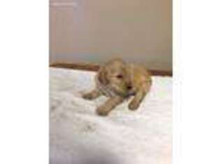 Goldendoodle Puppy for sale in Cross Hill, SC, USA